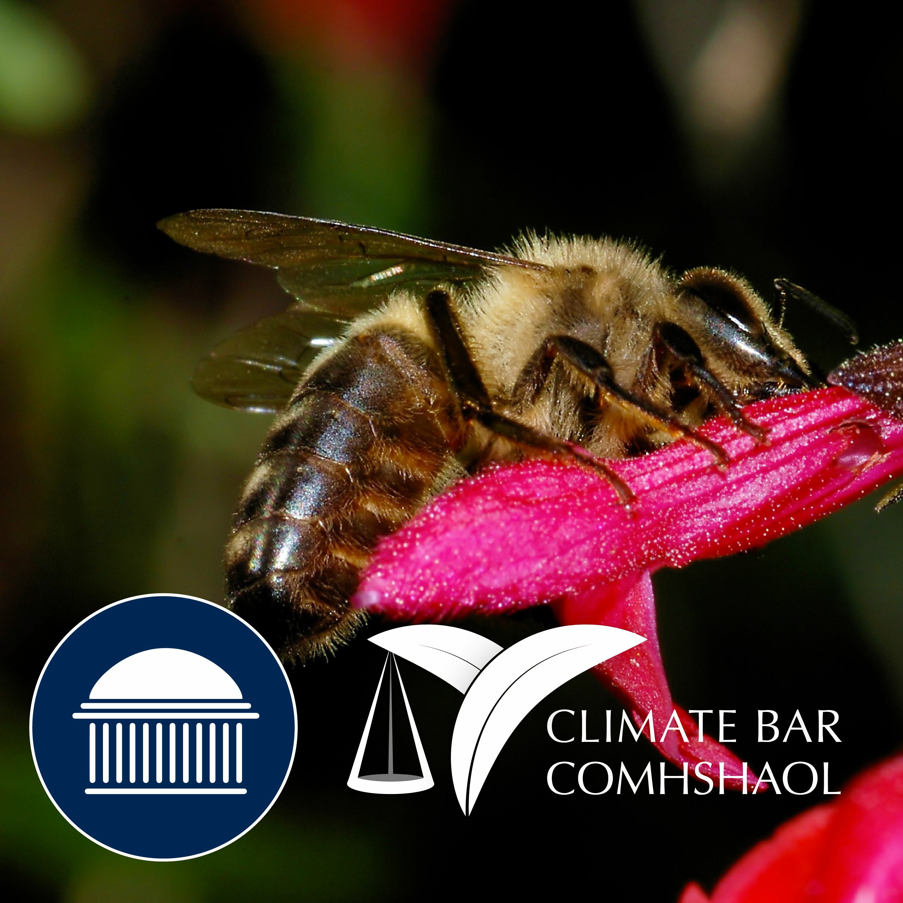 Keeping the Native Irish Honey Bee - Climate Bar Association Webinar (in audio) episode artwork