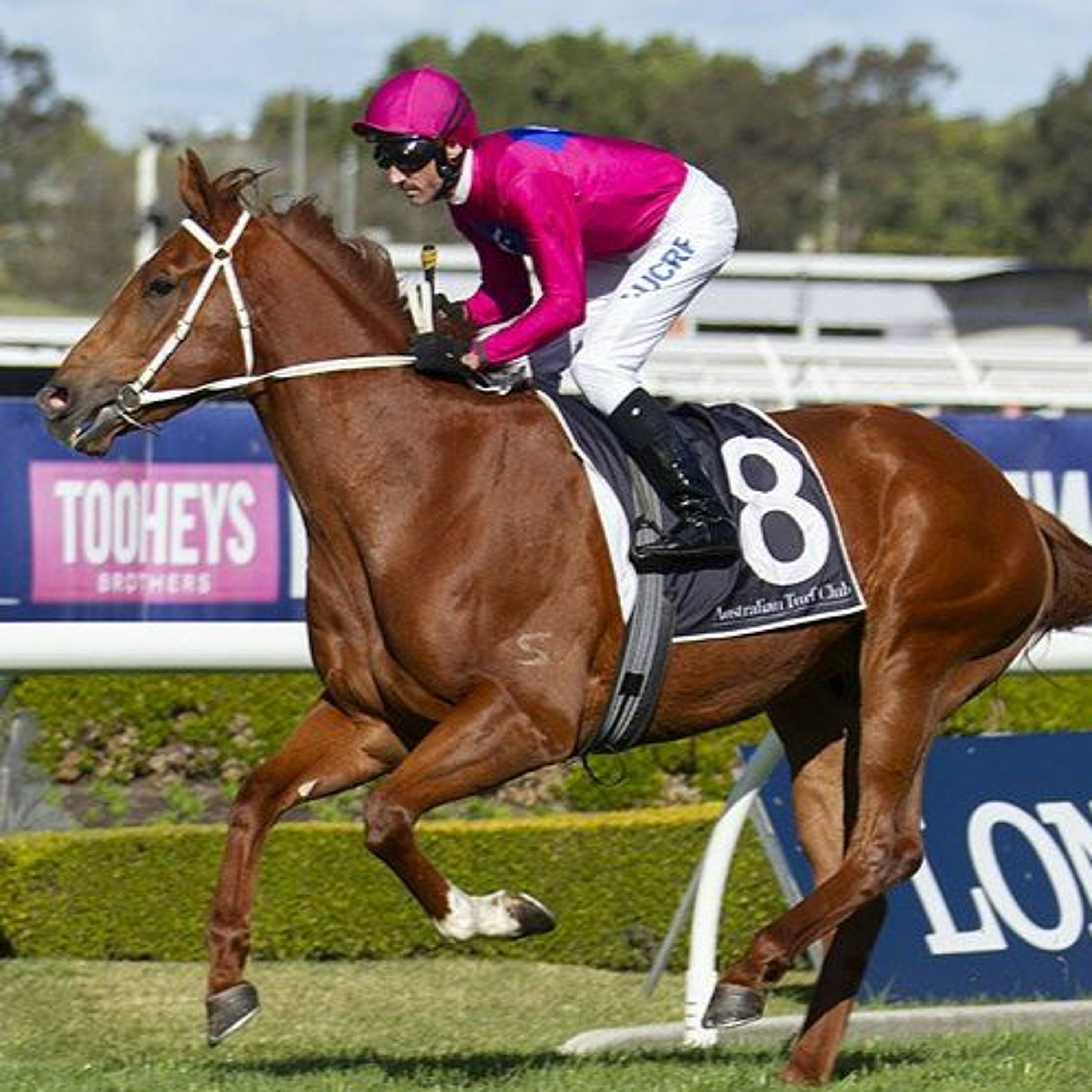 Queensland Derby Day Punting Preview