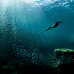 deep blue