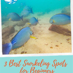 Best Snorkeling In Kauai For Beginners Prices Reviews
