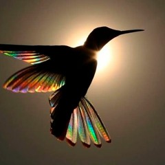 MR KOLIBRIER (utkast 3)