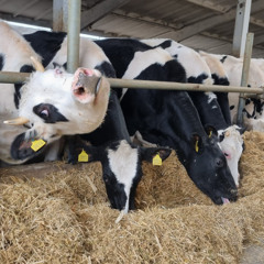 «Американські гірки» молочної ферми з Хотімлі