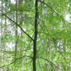 Tanz in den Juli @ Secret Location | Outdoor | 12.07.25