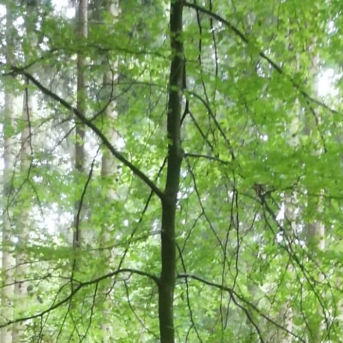 Tanz in den Juli @ Secret Location | Outdoor | 12.07.25