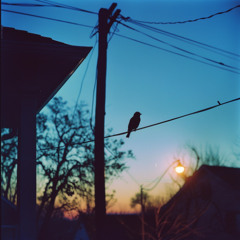 The Last Songbird