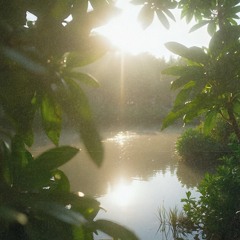 PLANTE - NEVER