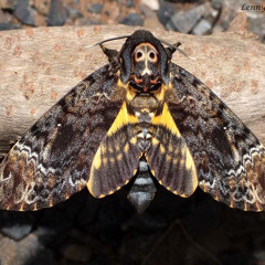 everybodywants2beluvved - mothsanctuary (WIP)