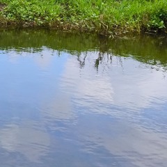 公園のせせらぎ