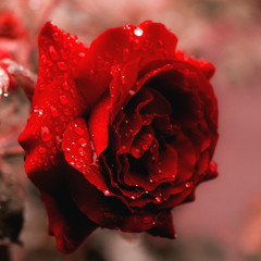 Fallen Roses (Prod. Erick)