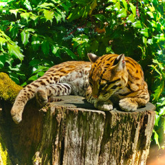 Alvaso & Arita - Omega