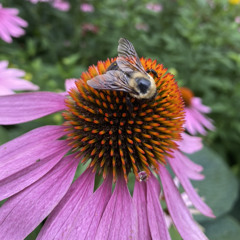 i'm trying (Eric Godlow)