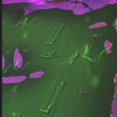 Sophy honey (finamixdownl2013).wav