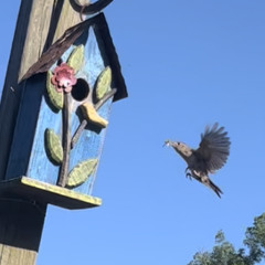 Pages(Something New) Demo