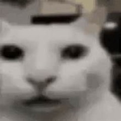 i luv my cat {prod. xon4L}
