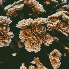 Dark Side Of The Bloom