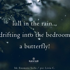 haiku #501: lull in the rain… / drifting into the bedroom / a butterfly!