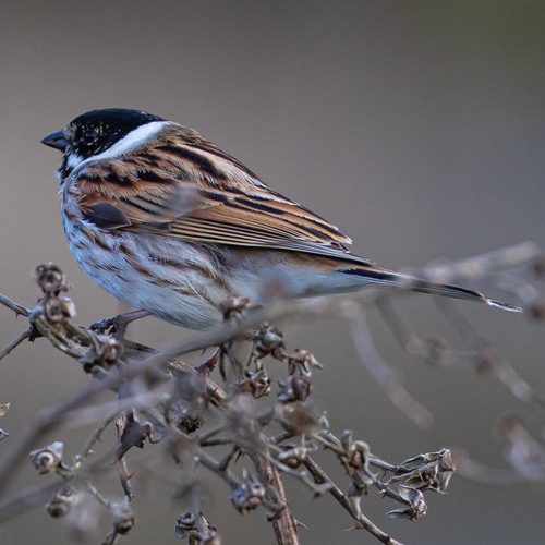 Rohrammer/Reed bunting
