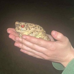 South of North 031225