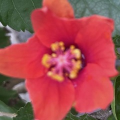 SOPHIA ZHURAVKOVA w/ Jefre Cantu-Ledesma 301125