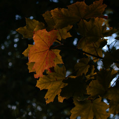 시간과 흔적 (Time and Trace)