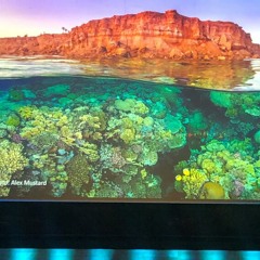 Koralrev - Undervandserindringer med Callum Roberts, koralrevenes store beskytter.
