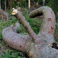 Trance. Harder than your morning wood