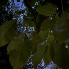 my place