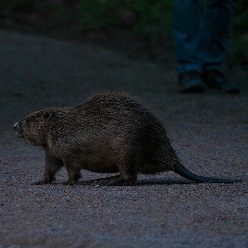 Beavers moaning, munching and farting!