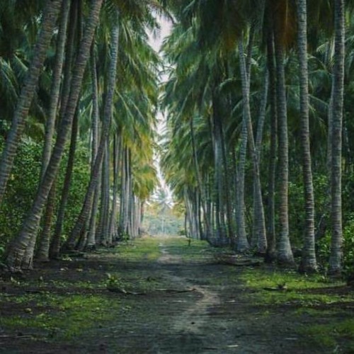 Foni Ummeedh(Abdhulla Waheed & )