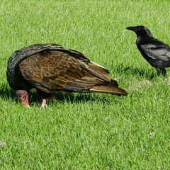 Seasonal Behavior of Ravens vs Vultures
