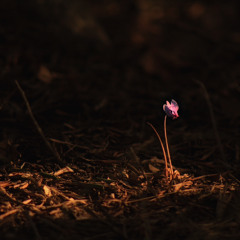 Le cœur de la terre