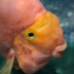 давид (prod. by starw3y)