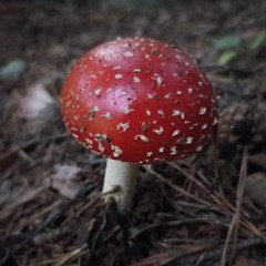 Amanita