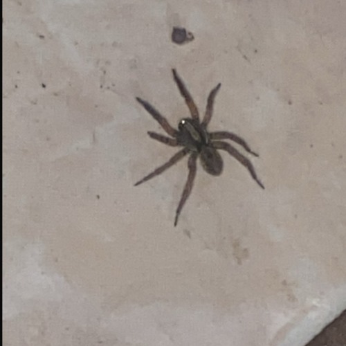 50RACKS! (Ft.Rxknephew)