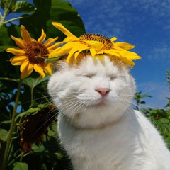 colde 콜드 sunflower cover