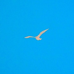 Gipsy King - Volare (Irenee S Remix)