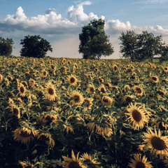 $unshine(prob.sublunary)