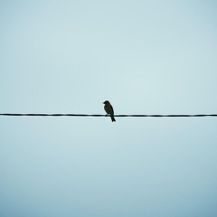 A Bird Out on A Wire