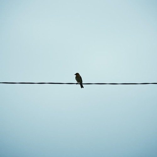 A Bird Out on A Wire