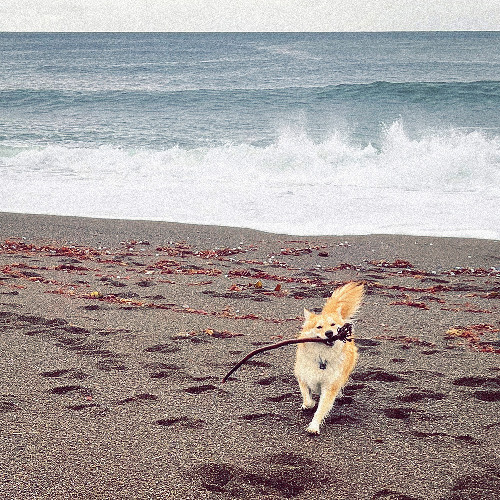 Beach and Kelp Drifts [disquiet0715]