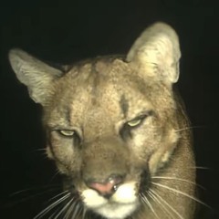 i want u (noisy mix)