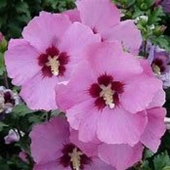 Althea
