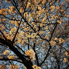 SACOYANS 偉大なお告げ 練習