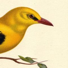 PRELUDE AU CATALOGUE D'OISEAUX DE MESSIAEN.  LE LORIOT