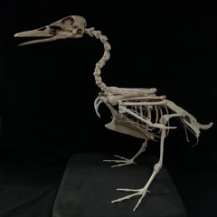 DUCKBONE *chriswiddak*