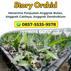 Hubungi 0857-5535-9578, Grosir Anggrek Cattleya Kuning di Malang