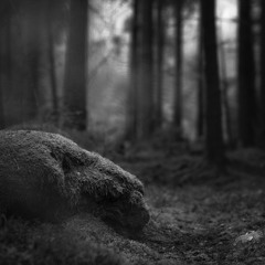Creepy Night -- Tranningen Nature Reserve, Sweden