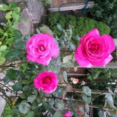 WHAT IF Demo - Mix 1