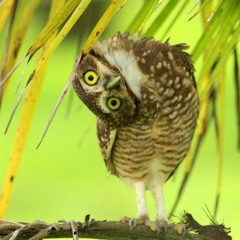 Darkness Owl  (24 bits/ master por Wave Savage)