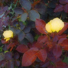 autumn violence